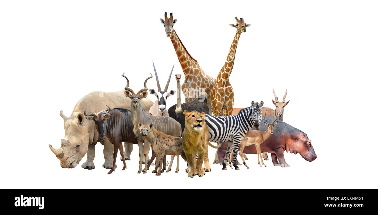 Gruppo di africa animali isolati su sfondo bianco Foto Stock