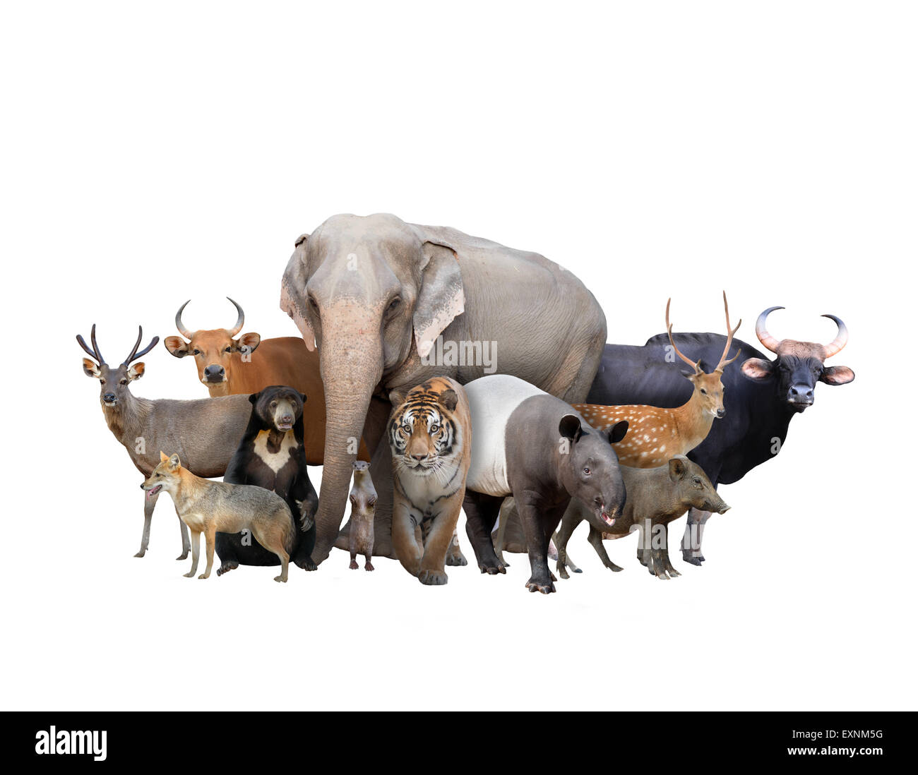 Gruppo di asia animali isolati su sfondo bianco Foto Stock