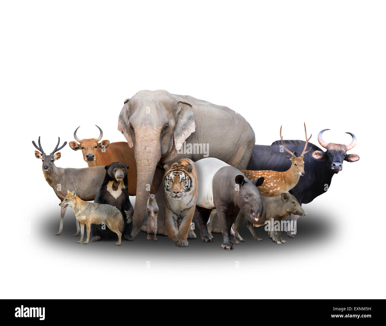 Gruppo di asia animali su sfondo bianco Foto Stock