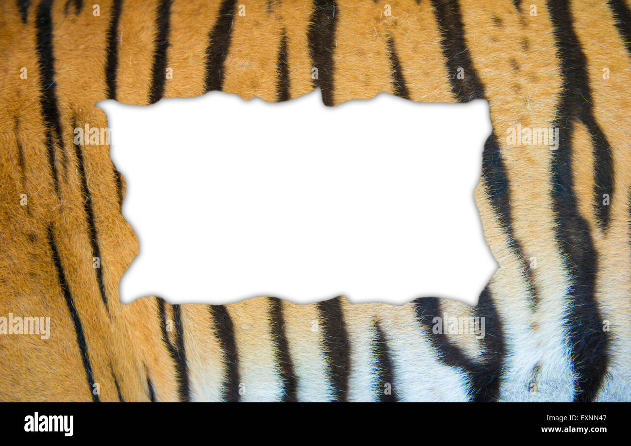 Testurizzato di real tigre del Bengala fur telaio su sfondo bianco Foto Stock