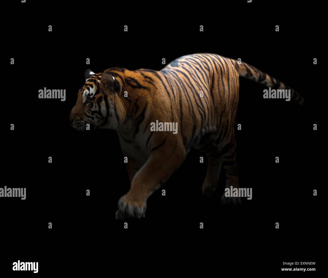 Tigre del Bengala è sul prowl nel buio Foto Stock