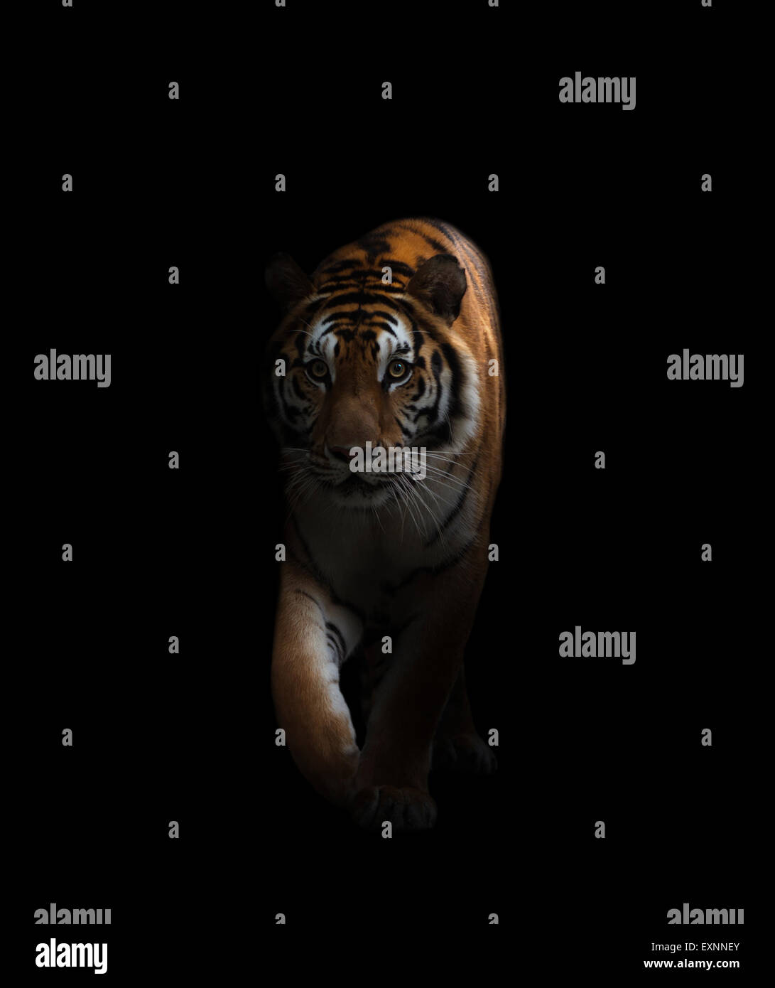 Tigre del Bengala è sul prowl nel buio Foto Stock