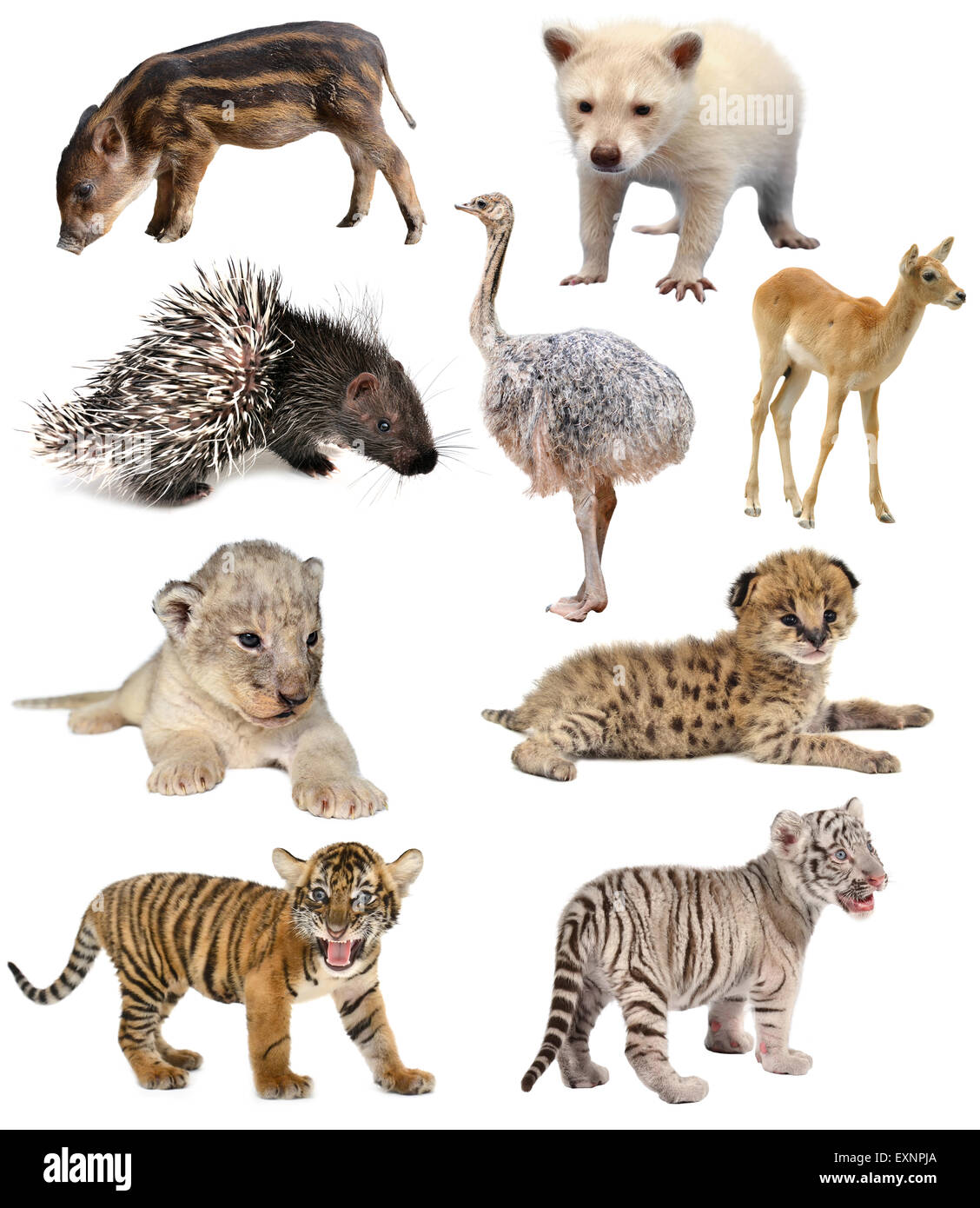 Baby collezione di animali isolati su sfondo bianco Foto Stock