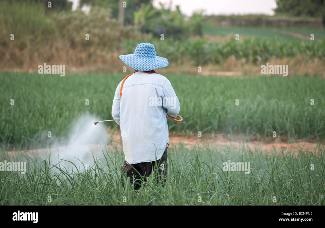 Agricoltore la spruzzatura di pesticidi cipolla al campo in Thailandia Foto Stock