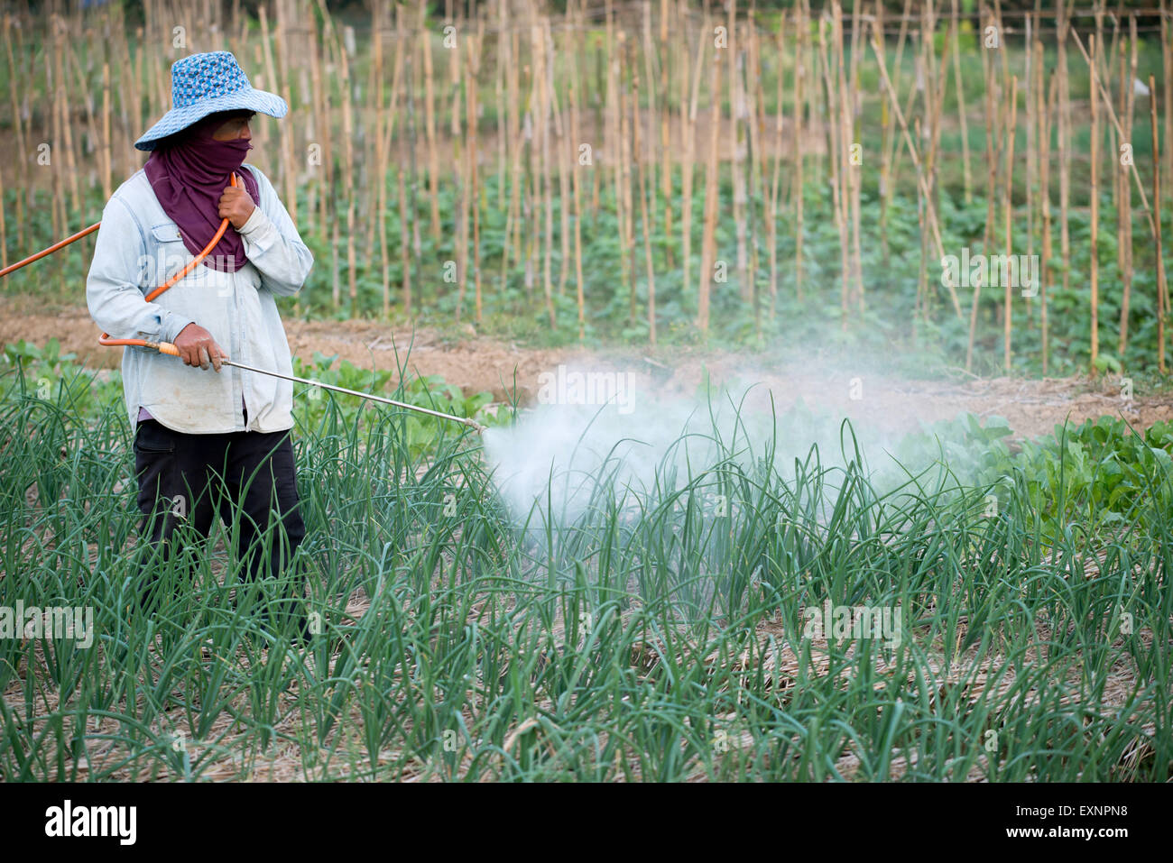 Agricoltore la spruzzatura di pesticidi cipolla al campo in Thailandia Foto Stock