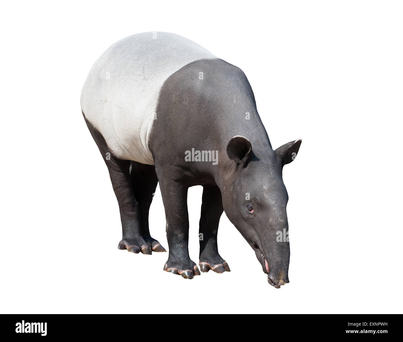 Il tapiro: la malese o tapiro asiatico isolato su sfondo bianco Foto Stock