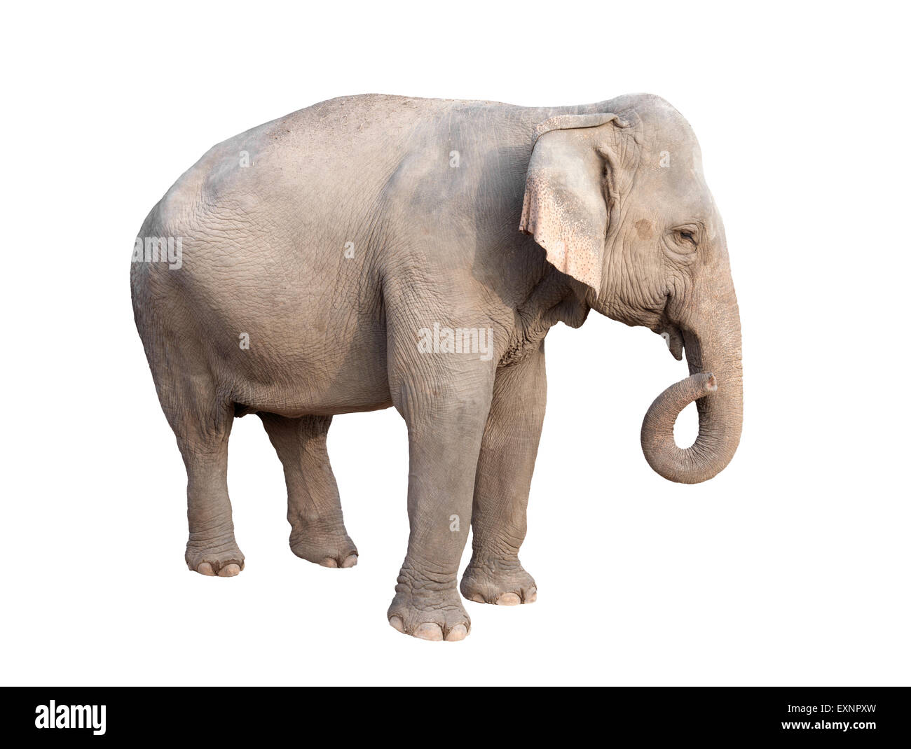 Femmina di elefante asiatico isolato su sfondo bianco Foto Stock