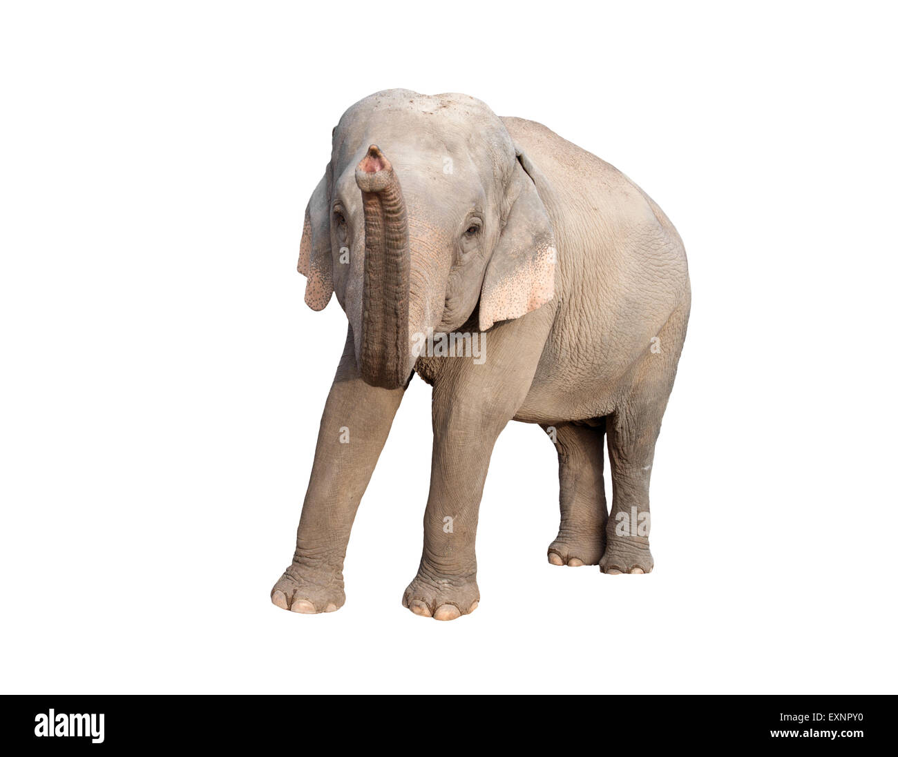 Femmina di elefante asiatico isolato su sfondo bianco Foto Stock