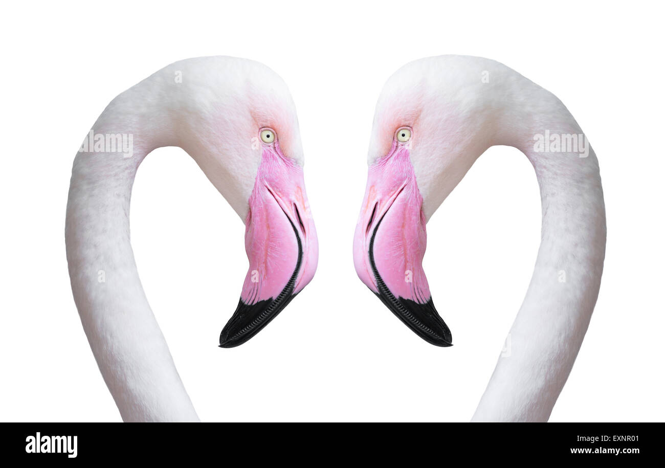 Due flamingo testa isolata su sfondo bianco Foto Stock