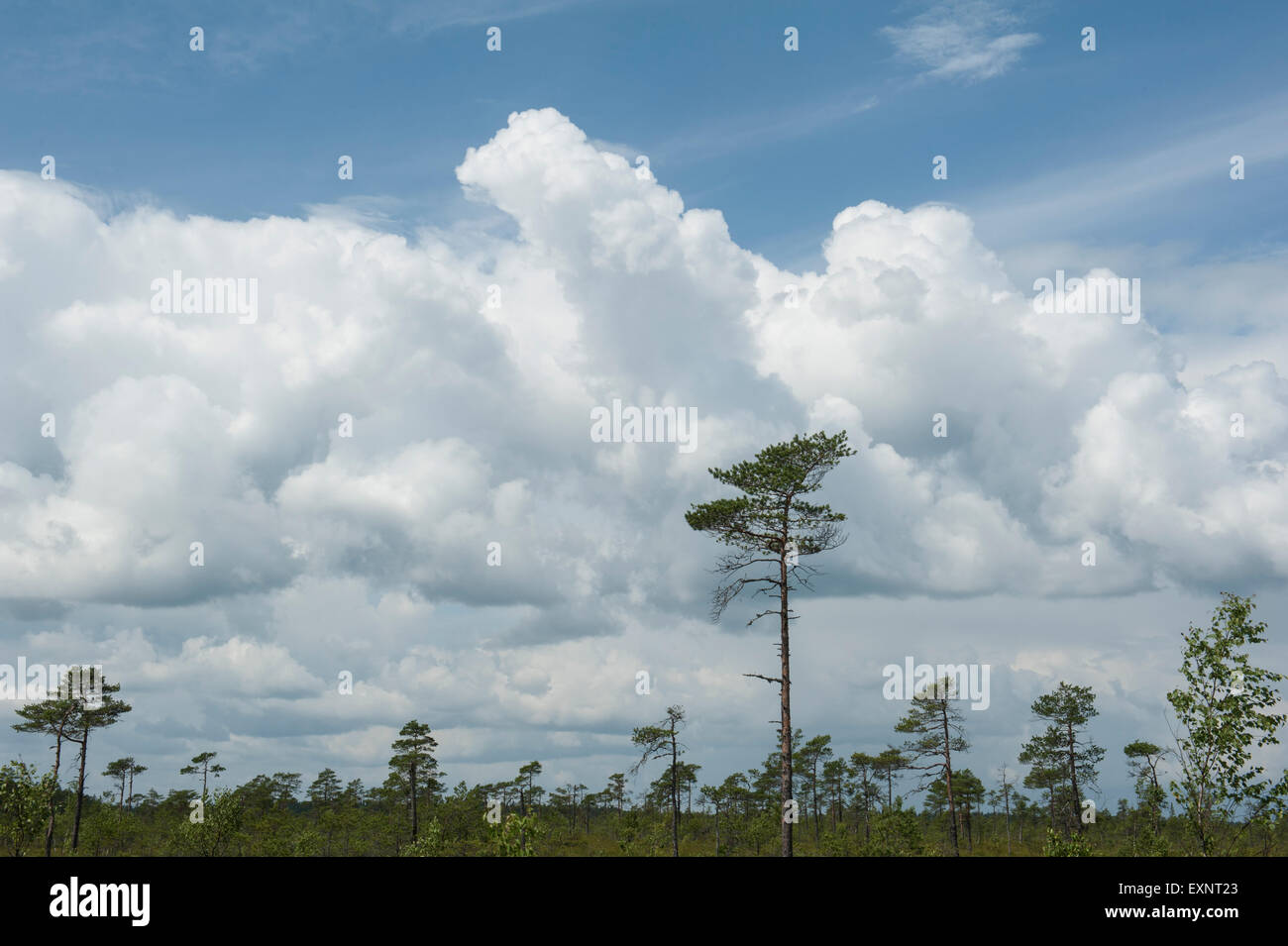 Bog pini Soomaa National Park, Estonia. Foto Stock