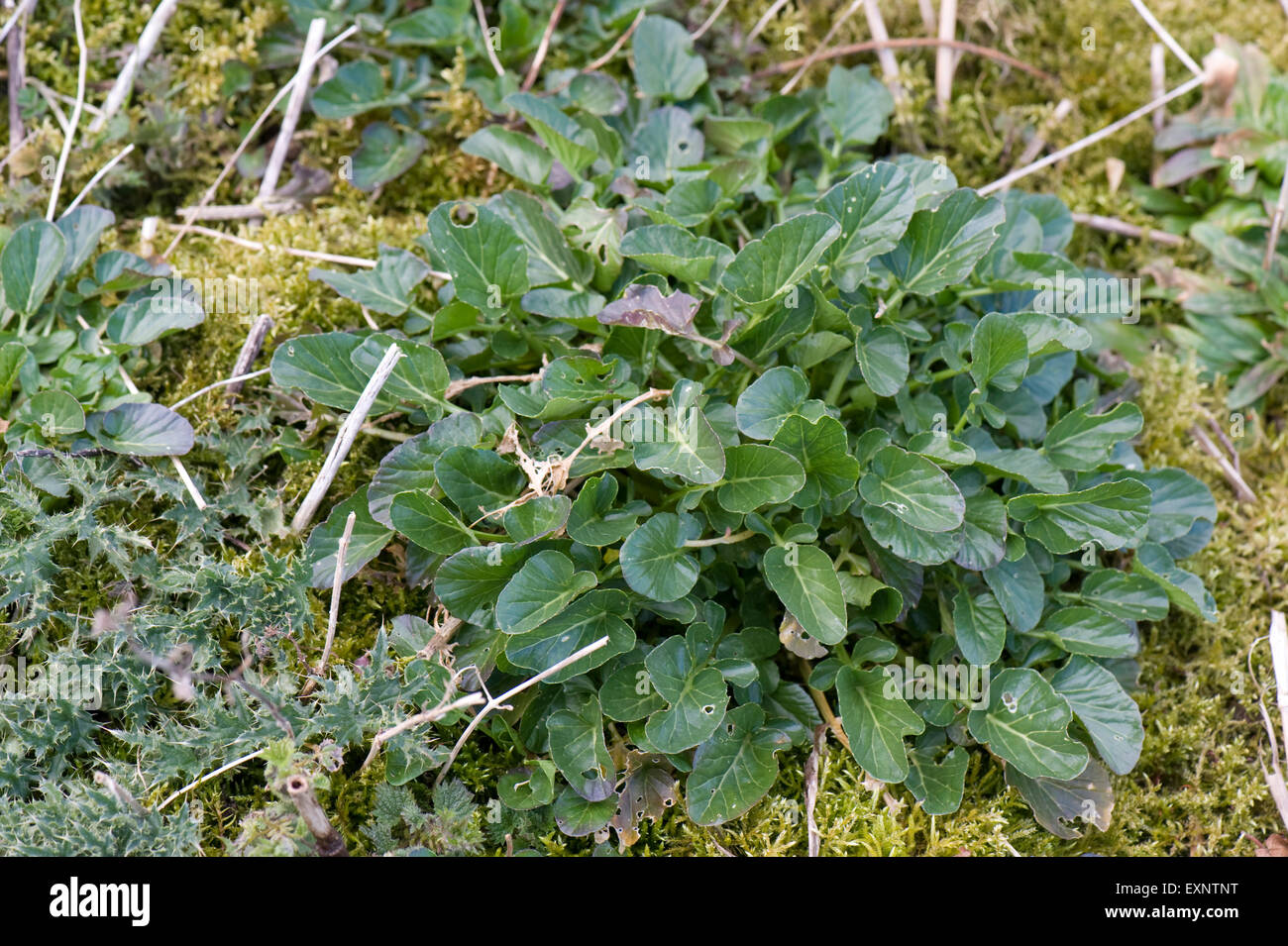 Wintercress comune, Barbarea vulgaris, piante sui rifiuti di terreni agricoli, Berkshire, Marzo Foto Stock