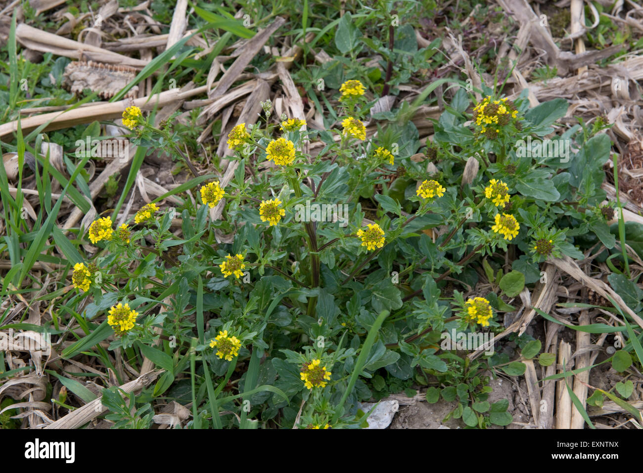 Wintercress comune, Barbarea vulgaris, impianti provenienti in fiore sui rifiuti di terreni agricoli, Berkshire, Marzo Foto Stock