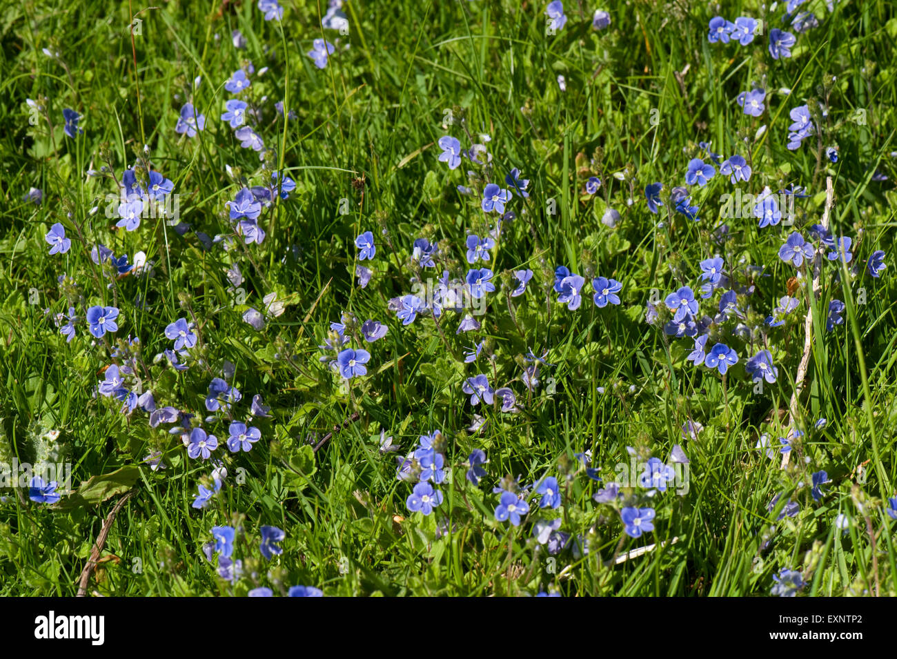 Bird's-eye speedwell o germander speedwell, Veronica chaemaedrys, fioritura impianto blu nella prateria, Berkshire, può Foto Stock