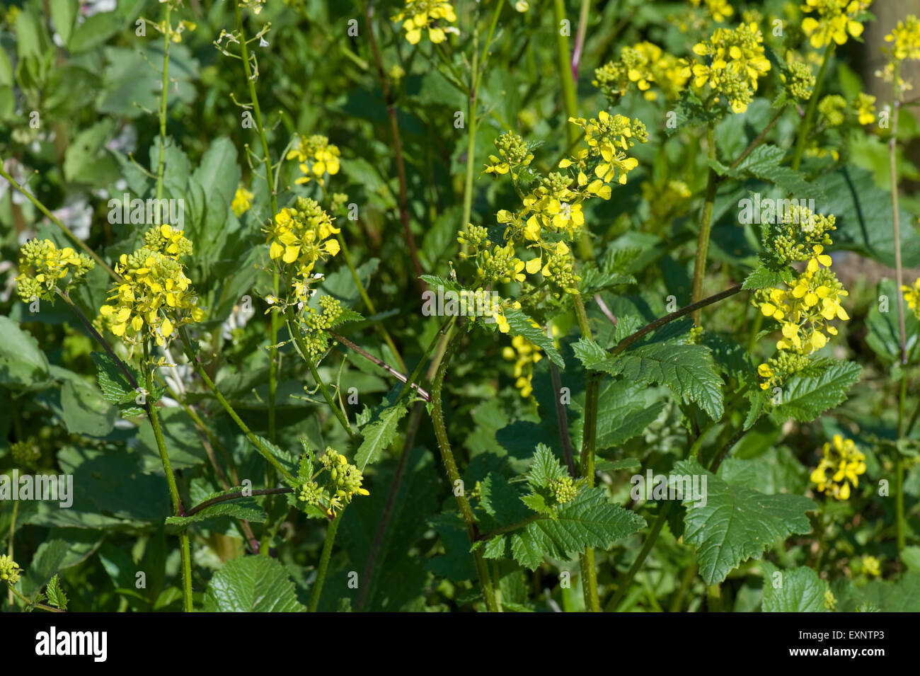 Charlock, senape selvatica o di un campo di senape, Sinapis arvense, giallo di piante fiorite, erbacce sia nell'agricoltura e giardino Foto Stock