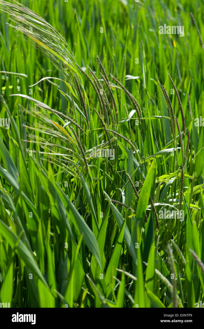 Sterile brome, Bromus sterilis e blackgrass, Alopecurus mvosuroides, voce fuori in una coltivazione di grano, Berkshire, Giugno Foto Stock