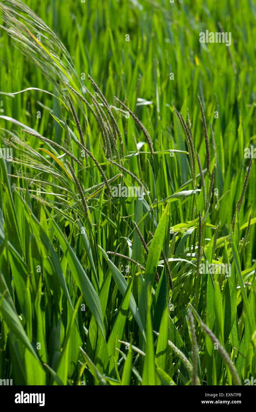 Sterile brome, Bromus sterilis e blackgrass, Alopecurus mvosuroides, voce fuori in una coltivazione di grano, Berkshire, Giugno Foto Stock