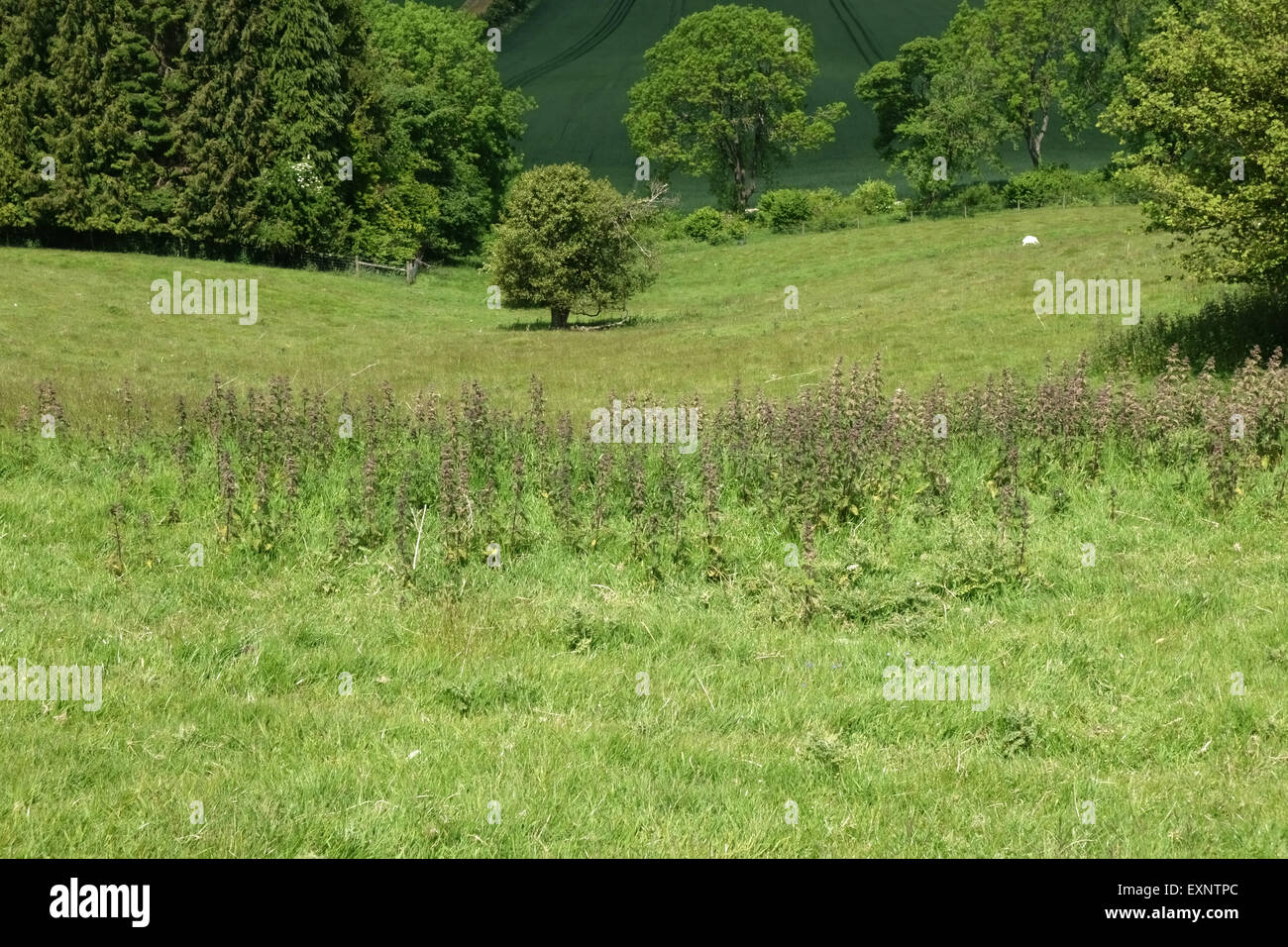 Sensazioni puntorie ortiche, Urtica dioica, fioritura in downland erba dei pascoli in estate, Berkshire, Giugno Foto Stock