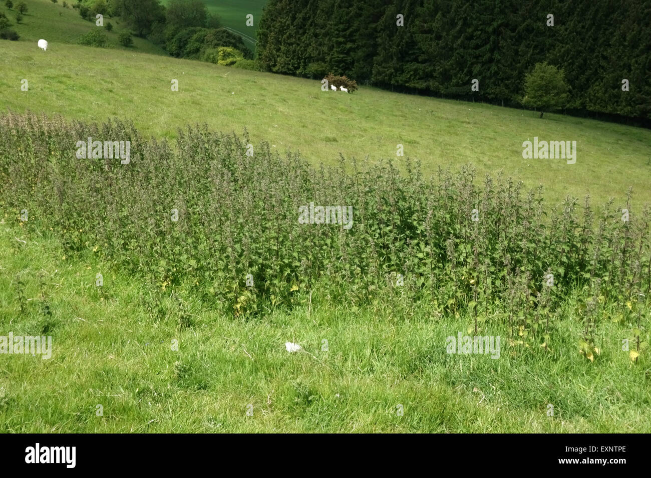 Sensazioni puntorie ortiche, Urtica dioica, fioritura in downland erba dei pascoli in estate, Berkshire, Giugno Foto Stock