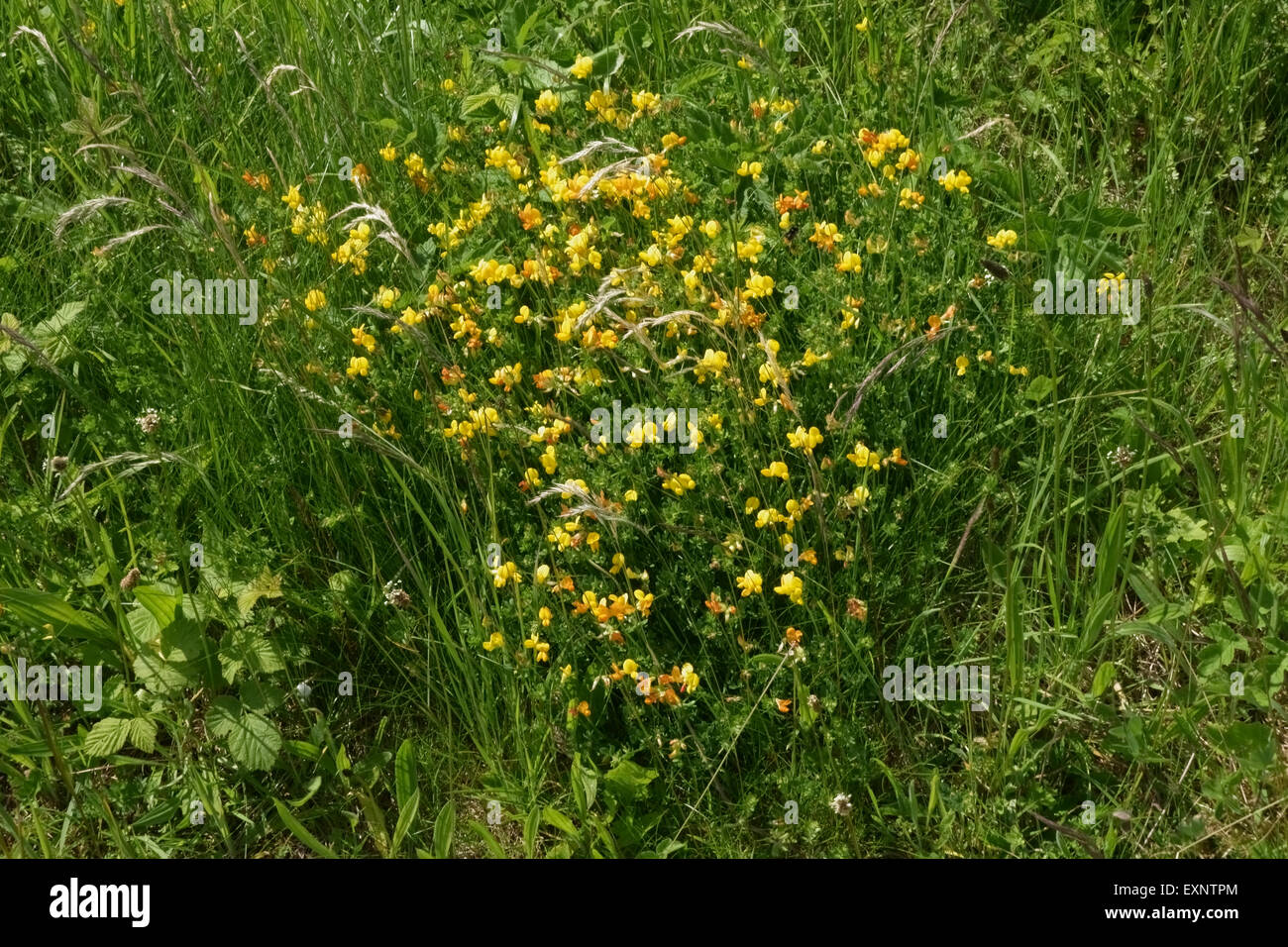 Trifoglio Birdsfoot, uova e pancetta, Lotus corniculatus, Fioritura in estate, Berkshire, Giugno Foto Stock