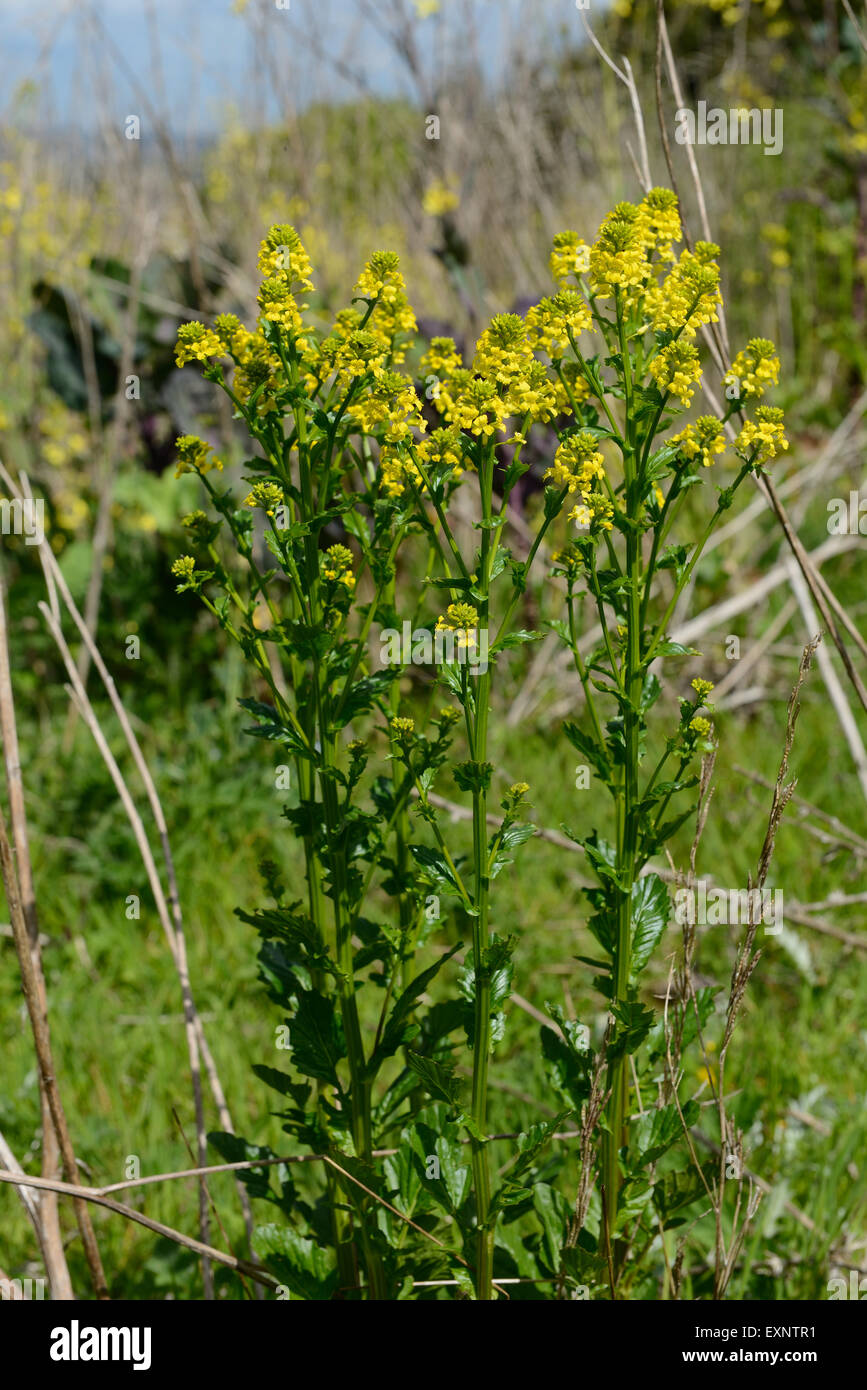 Wintercress comune, Barbarea vulgaris, piante in fiore sui rifiuti di terreni agricoli, Berkshire, può Foto Stock