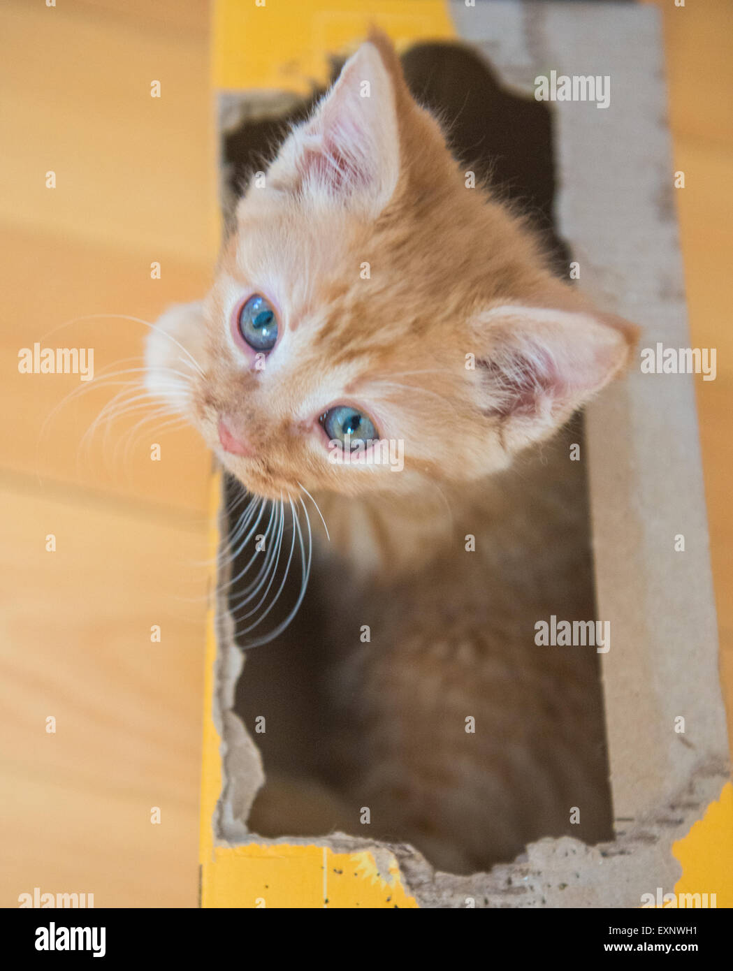 Un giovane orange tabby cat verde con occhi blu dentro una piccola scatola di cartone. Gatti amano le caselle. Foto Stock