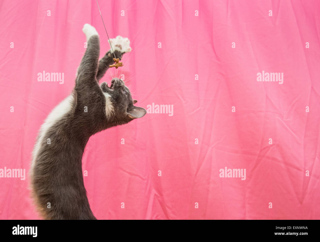 Un giovane grigio e bianco gatto salta e ruota la sua colonna vertebrale, con zampe divaricate, per la cattura di un giocattolo in midair. Sfondo rosa, filo giocattolo. Foto Stock