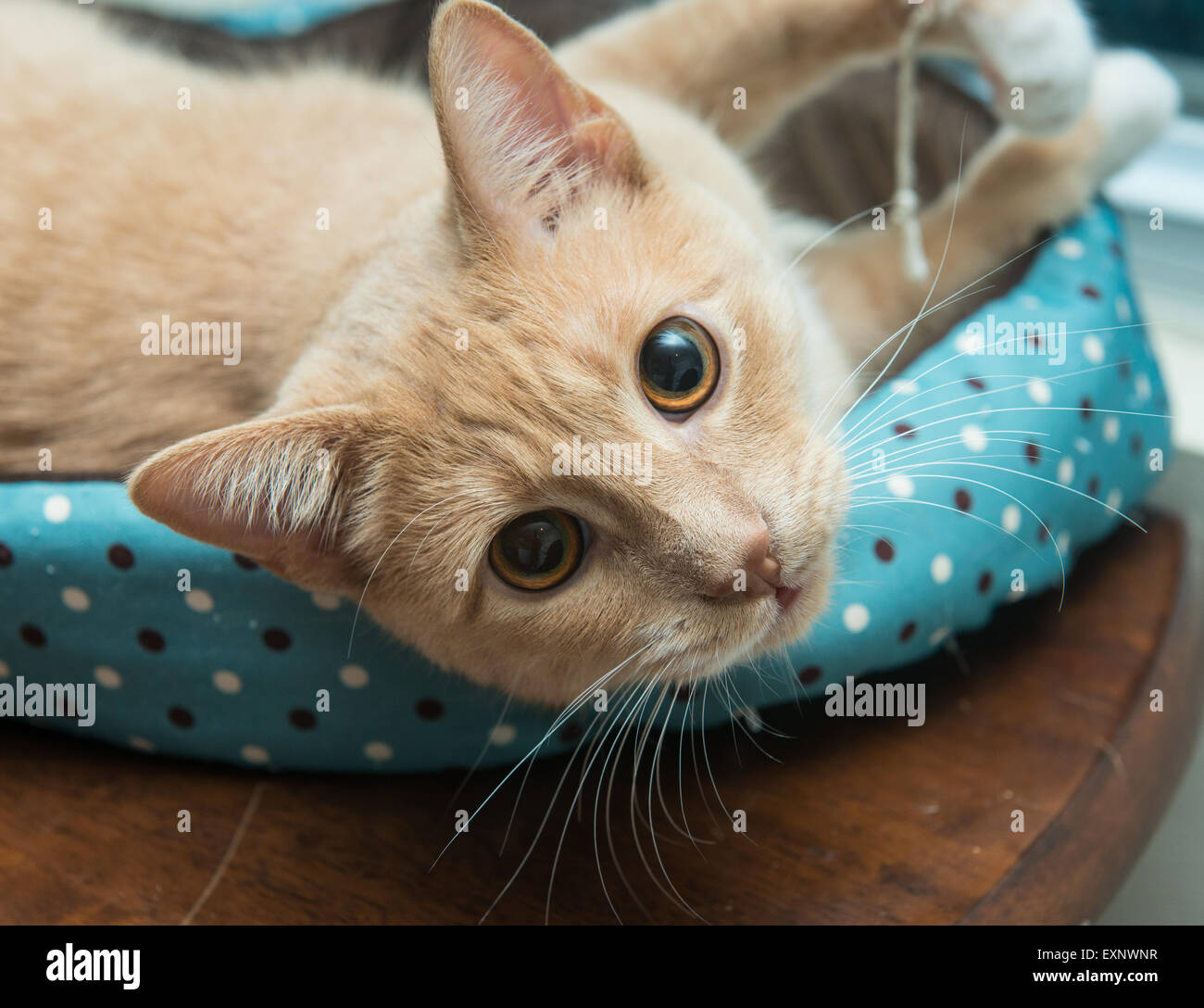 Un buff o color crema adulto tabby cat avvolto a ricciolo in un letto di PET, con la testa sollevata dal suo letto di pet di curiosità. Foto Stock