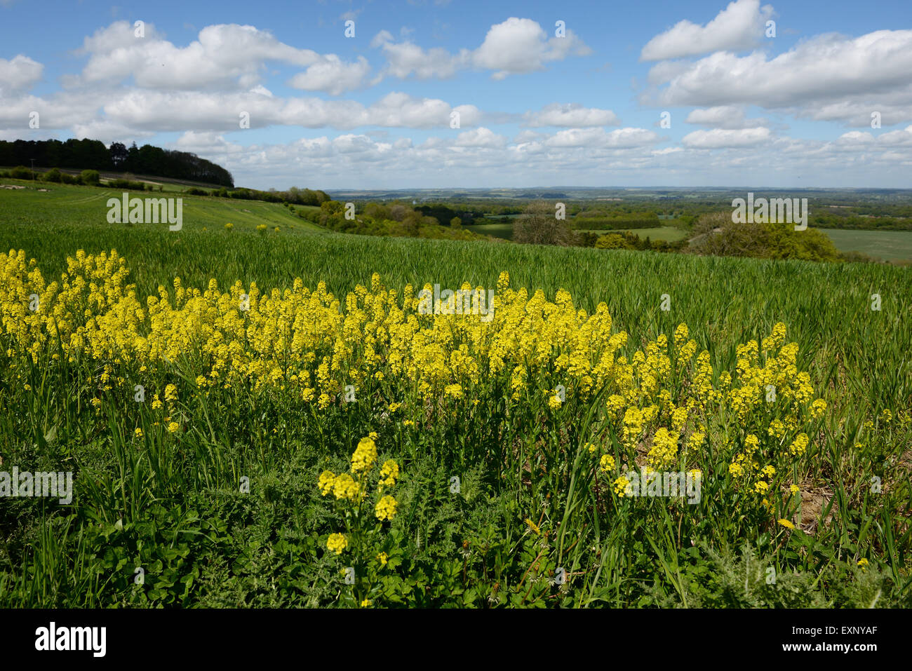 Wintercress comune, Barbarea vulgaris, piante in fiore sui rifiuti di terreni agricoli, Berkshire, Marzo Foto Stock