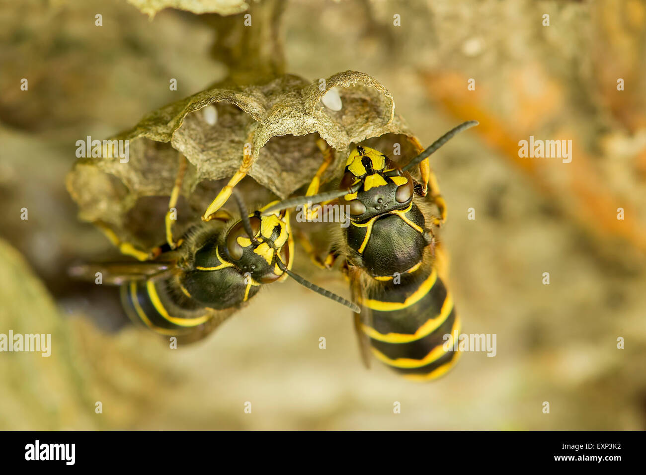 Wasp comune (Vespula vulgaris), pettine di covata con uovo, Sassonia-Anhalt, Germania Foto Stock