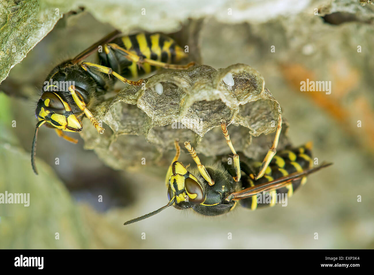 Wasp comune (Vespula vulgaris), pettine di covata con uovo, Sassonia-Anhalt, Germania Foto Stock