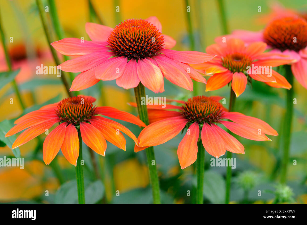 Coneflower (Echinacea sp.) ibrido e calda estate varietà, Nord Reno-Westfalia, Germania Foto Stock