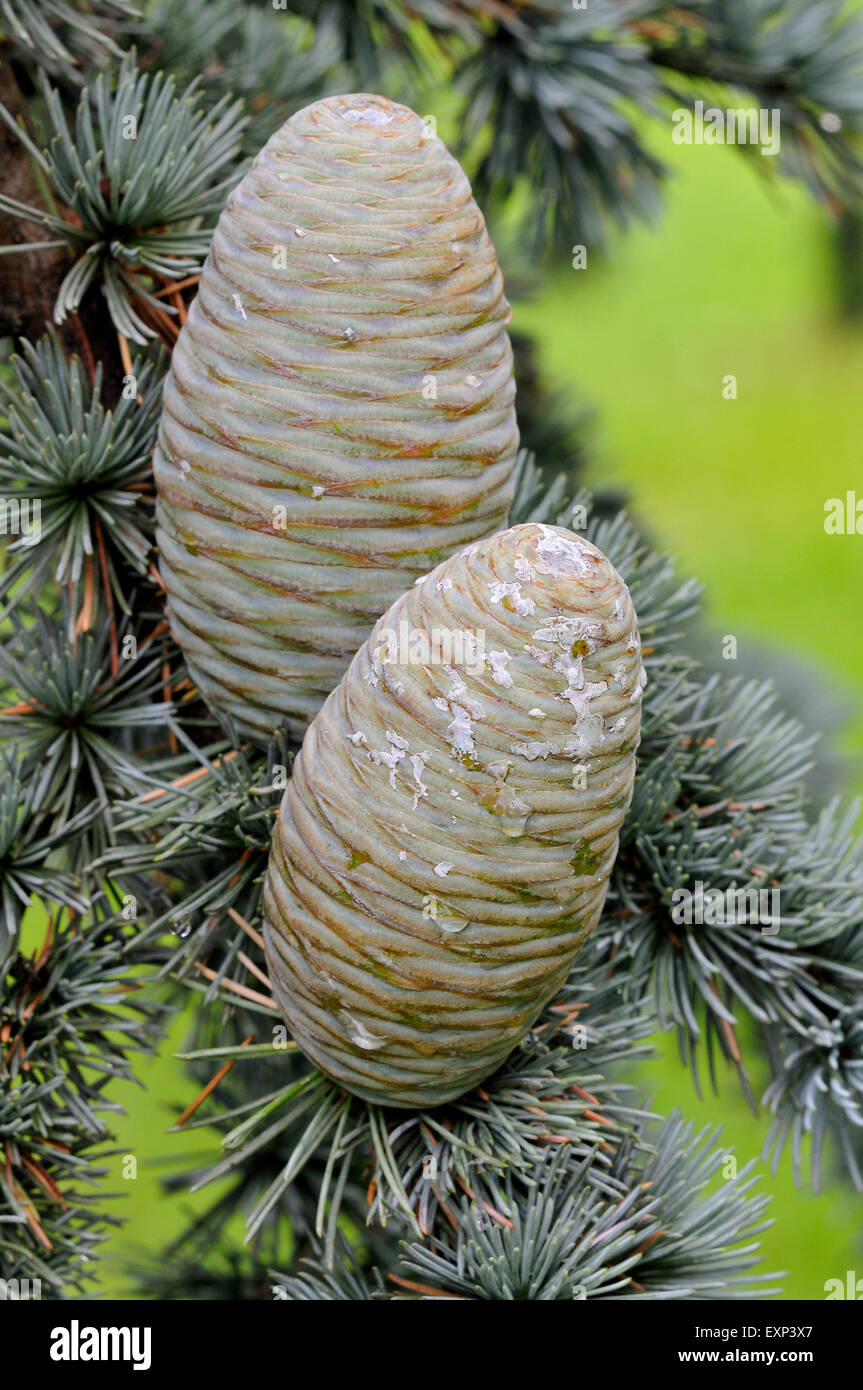 Atlas Blue cedro (Cedrus atlantica cv. glauca), aghi e coni immaturi, Nord Reno-Westfalia, Germania Foto Stock