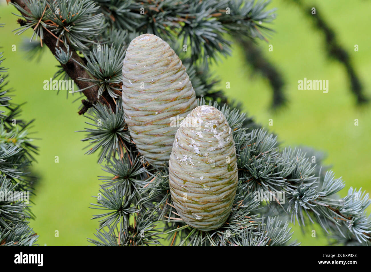 Atlas Blue cedro (Cedrus atlantica cv. glauca), aghi e coni immaturi, Nord Reno-Westfalia, Germania Foto Stock