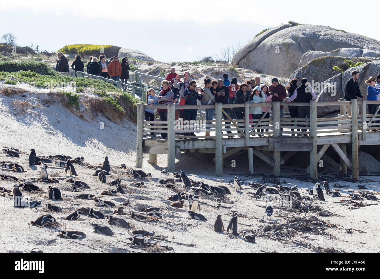 Pinguini a Boulders Beach vicino Simonstown , Sud Africa Foto Stock