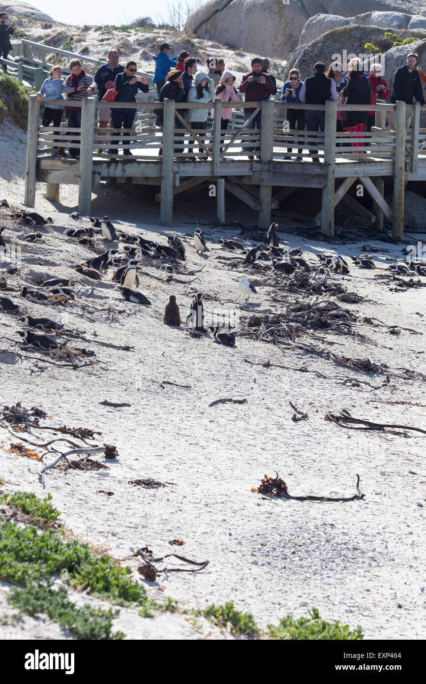 Pinguini a Boulders Beach vicino Simonstown , Sud Africa Foto Stock