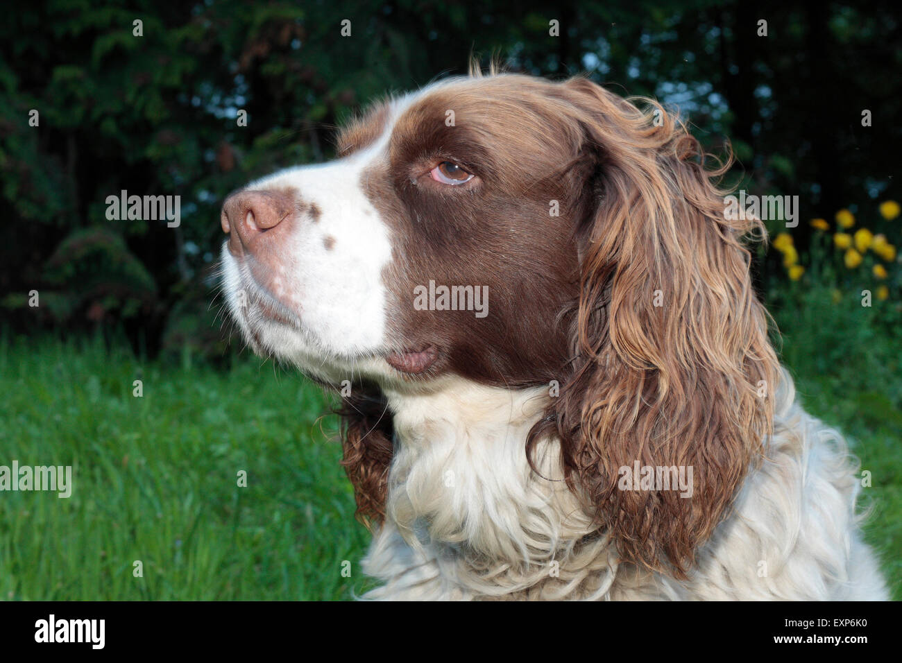 Springer Spaniel Foto Stock