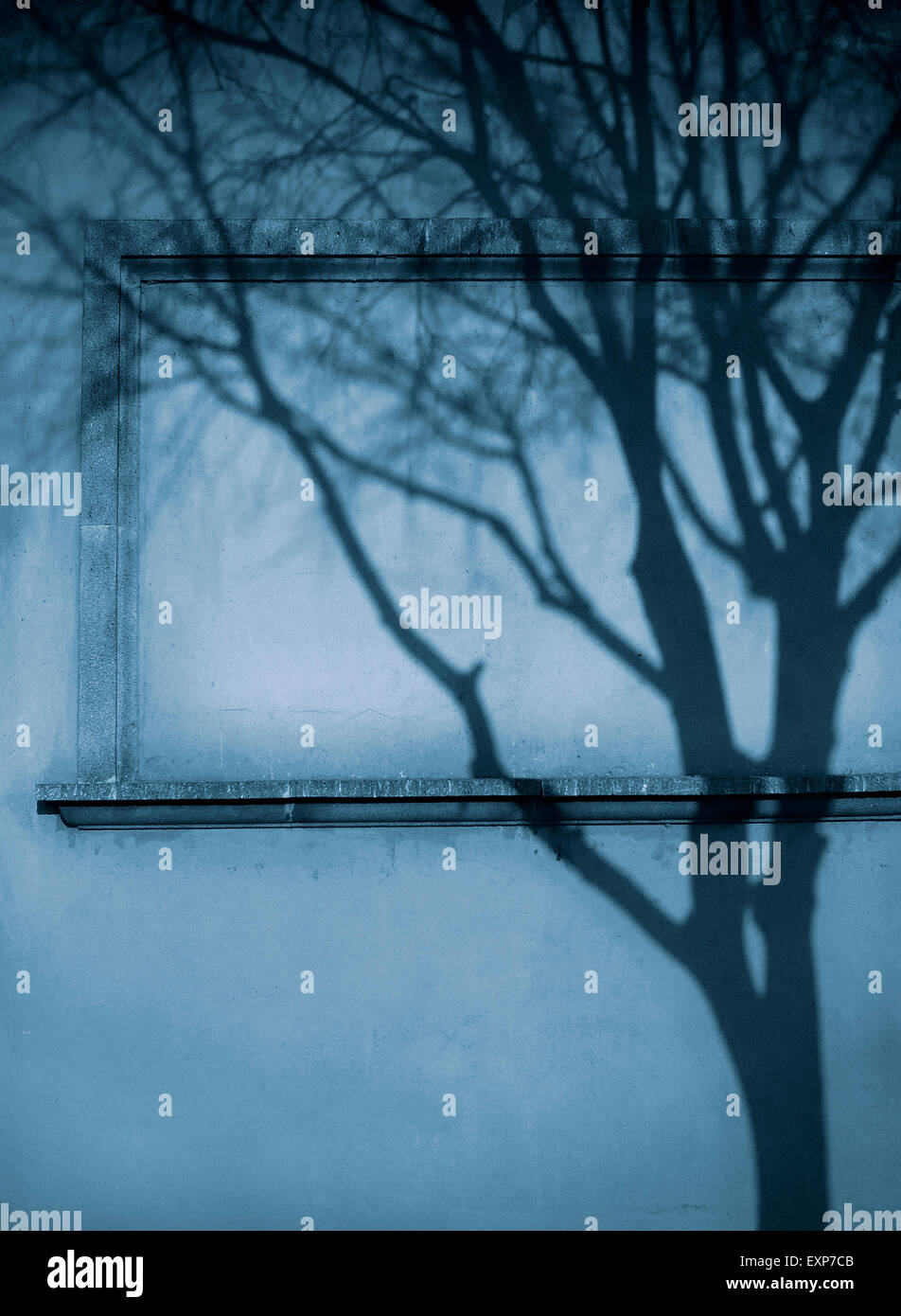 Un albero di ombra su una finestra cieca Foto Stock