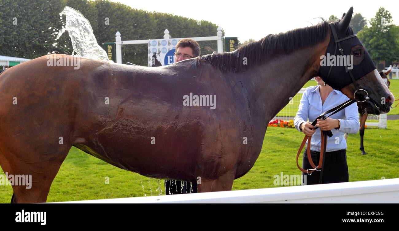 Rinfrescare un cavallo da corsa con secchio d'acqua in un anello di parata dopo la fine di una corsa di cavalli. Foto Stock