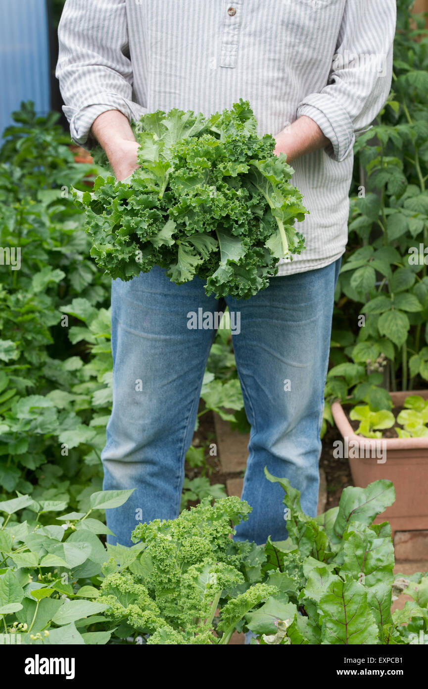 Brassica oleracea. Giardiniere holding Kale raccolte Foto Stock