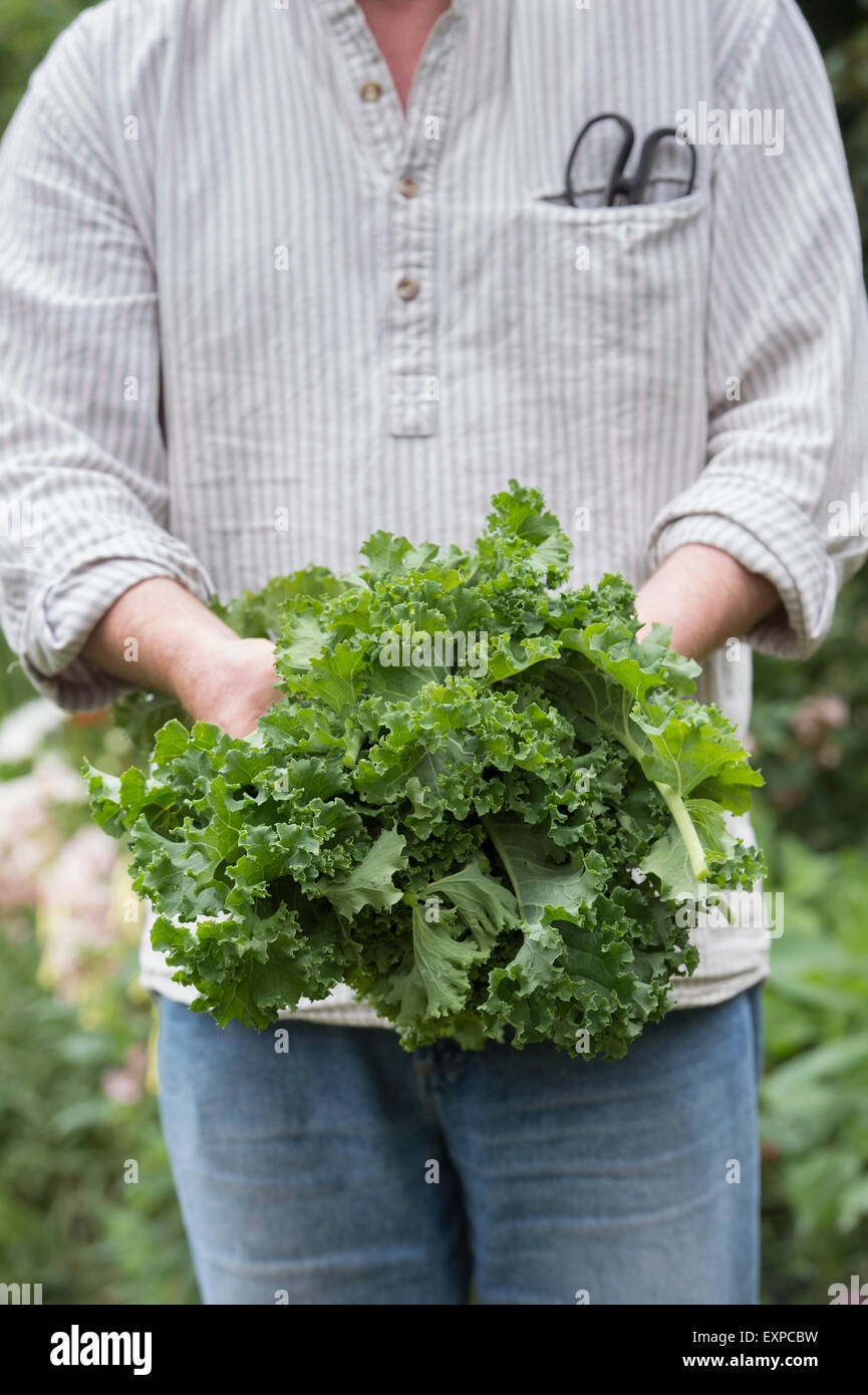 Brassica oleracea. Giardiniere holding Kale raccolte Foto Stock