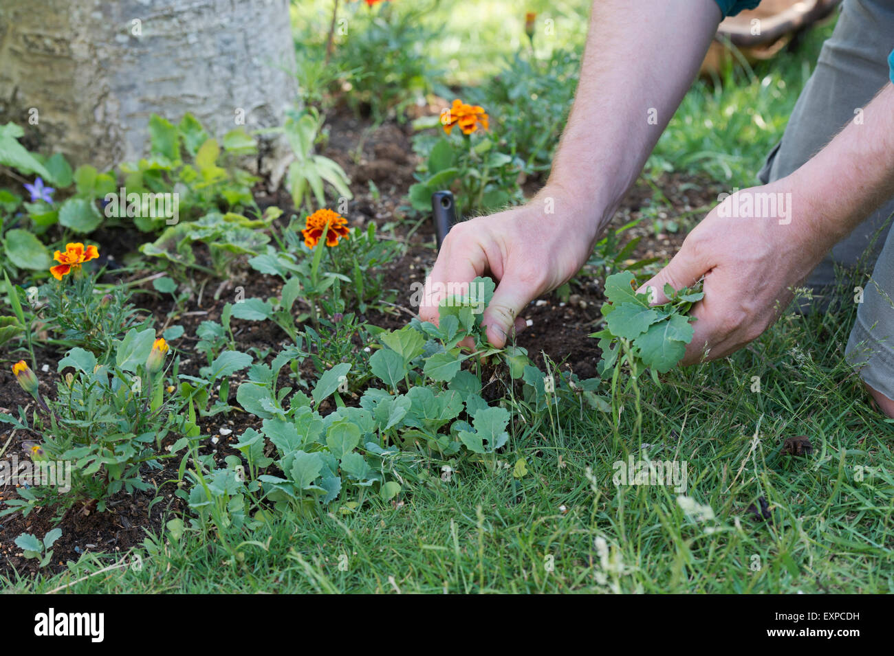 Giardiniere eliminazione erbacce dal bordo del giardino Foto Stock