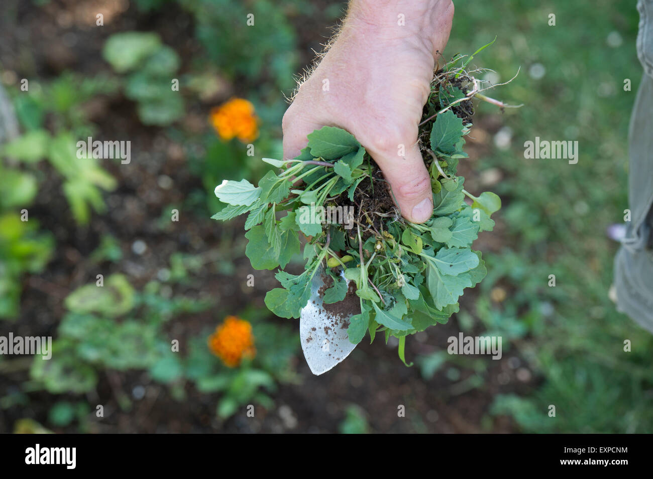 Giardiniere tenendo una mano cazzuola e erbe infestanti diserbo dopo un bordo del giardino Foto Stock
