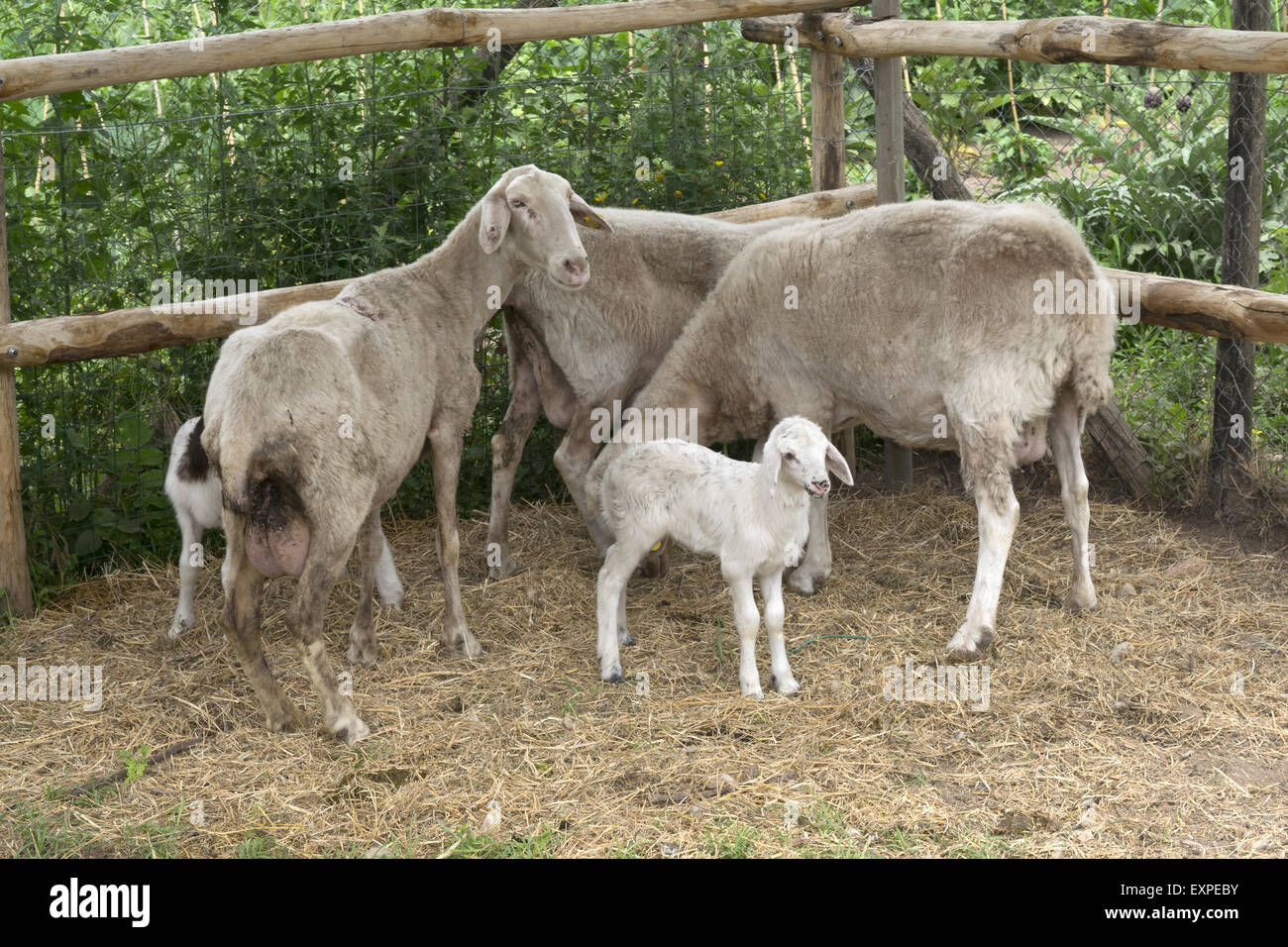 Agnello di latte con le pecore in un cuttle Foto Stock