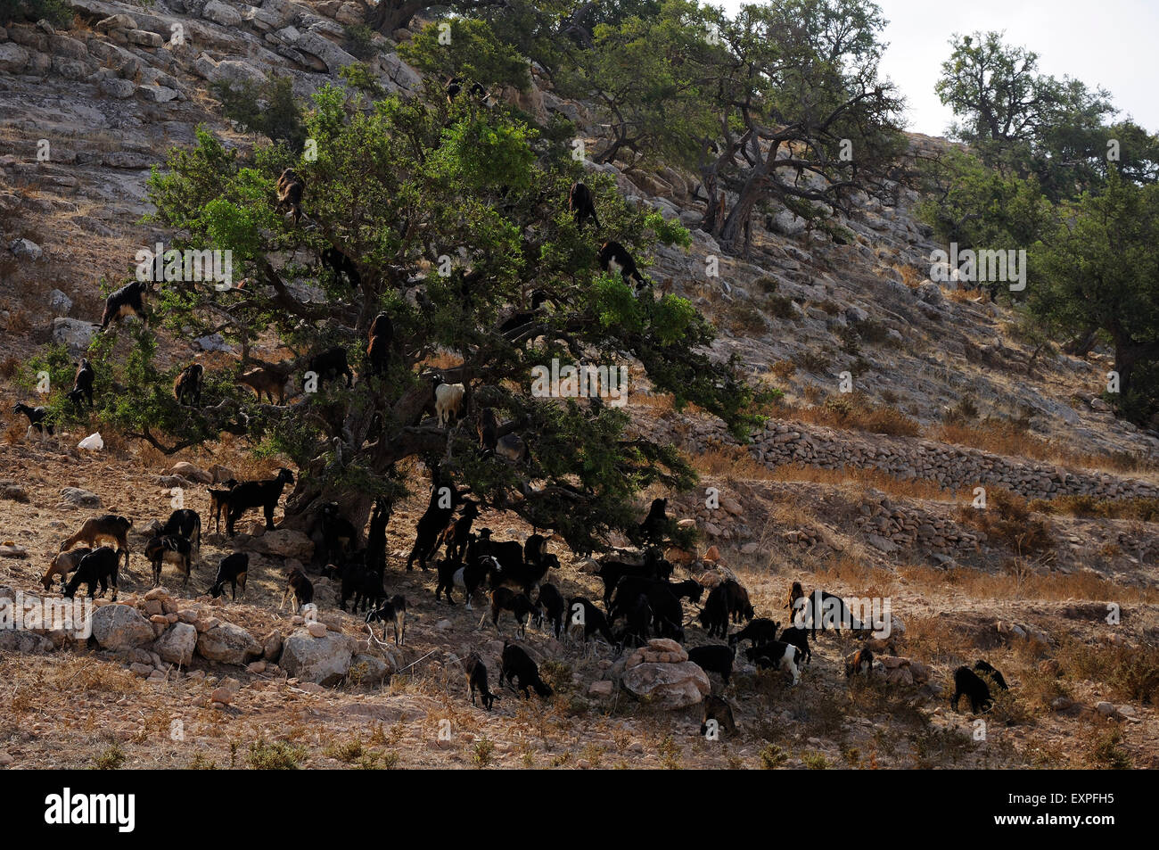 Caprini salire un albero di Argan. Foto Stock