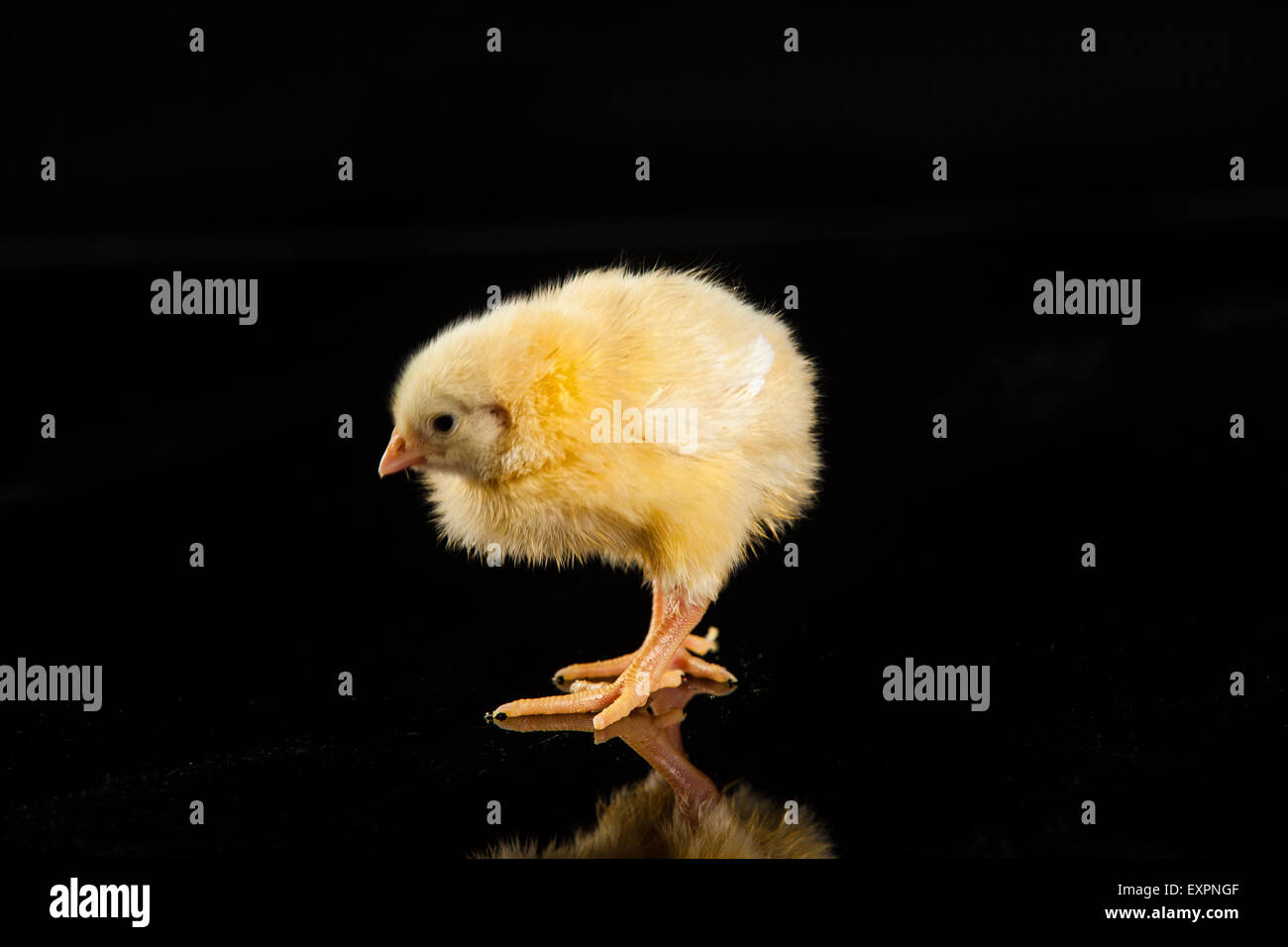 Bird animali pollame pollo isolato animale animali domestici uccelli baby di bestiame su shot studio carino piccolo giovane di colore interno dello sfondo Foto Stock