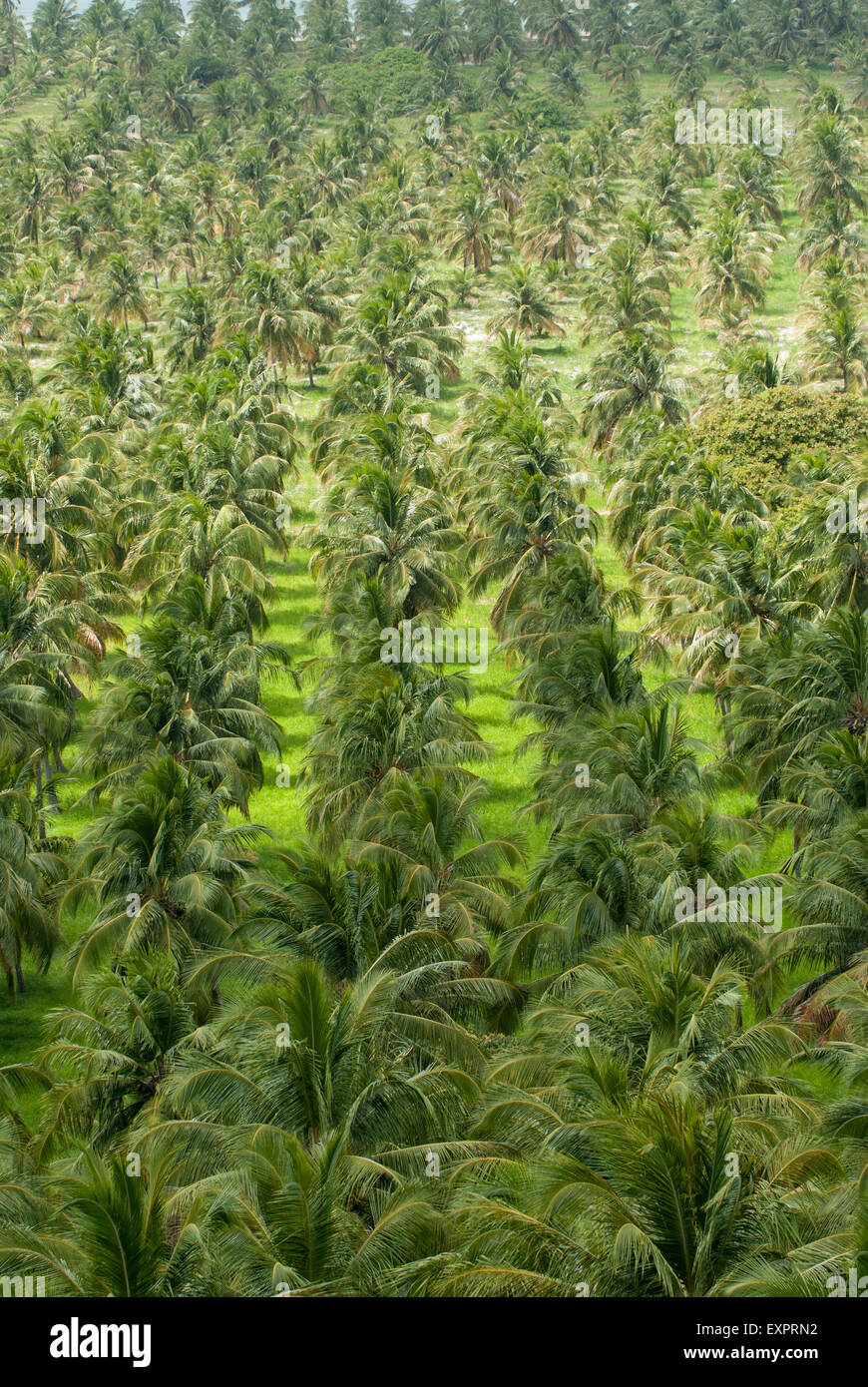 Stato di Alagoas, Brasile. Mirante da Praia do Gunga. Cocco commerciale piantagioni di palme. Foto Stock