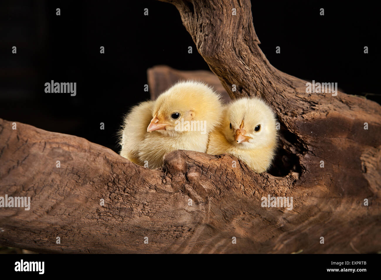 Bird animali pollame pollo isolato animale animali domestici uccelli baby di bestiame su shot studio carino piccolo giovane di colore interno dello sfondo Foto Stock