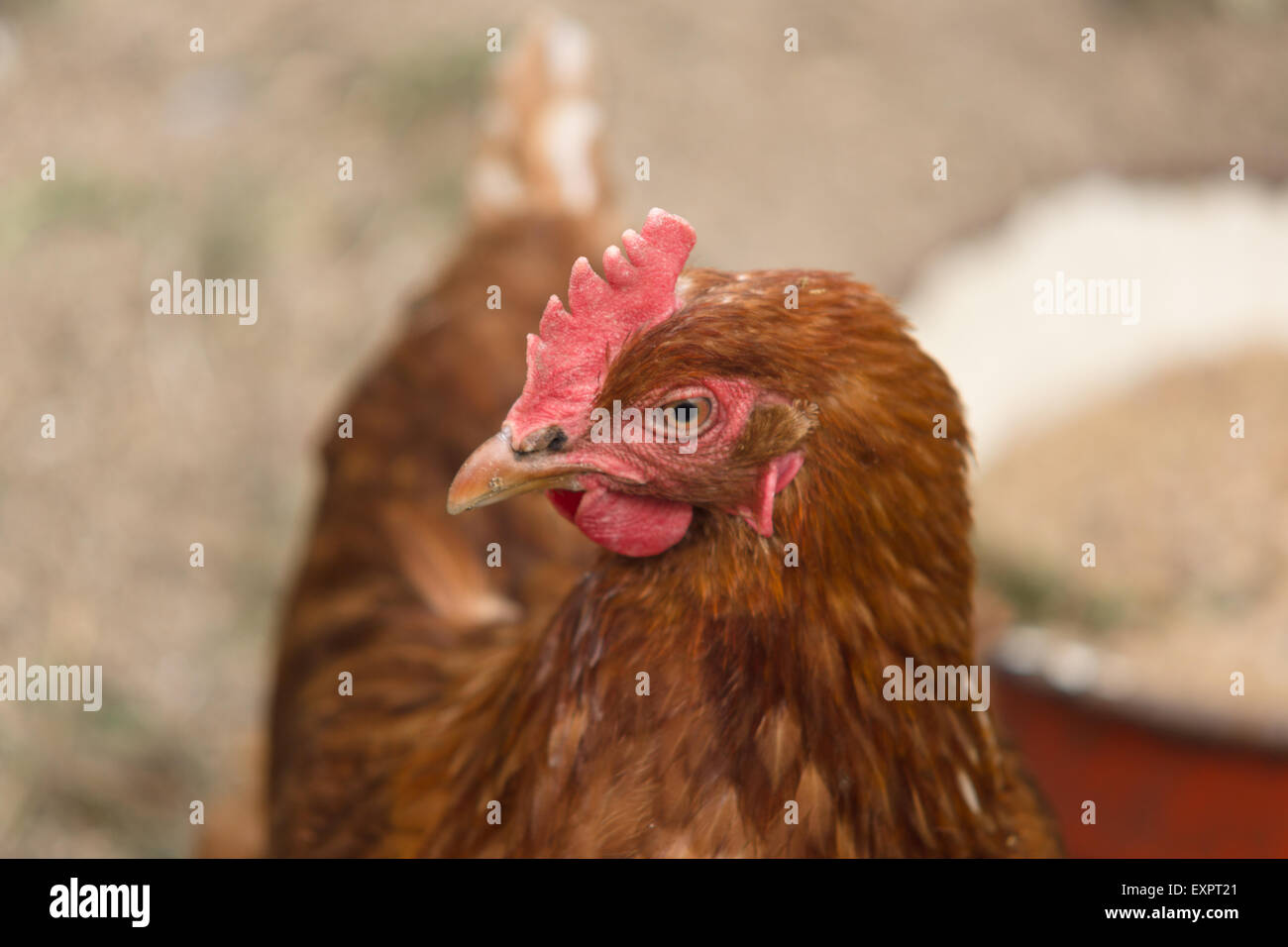 Vita di pollo in una fattoria porta uova e dà carne utile Foto Stock