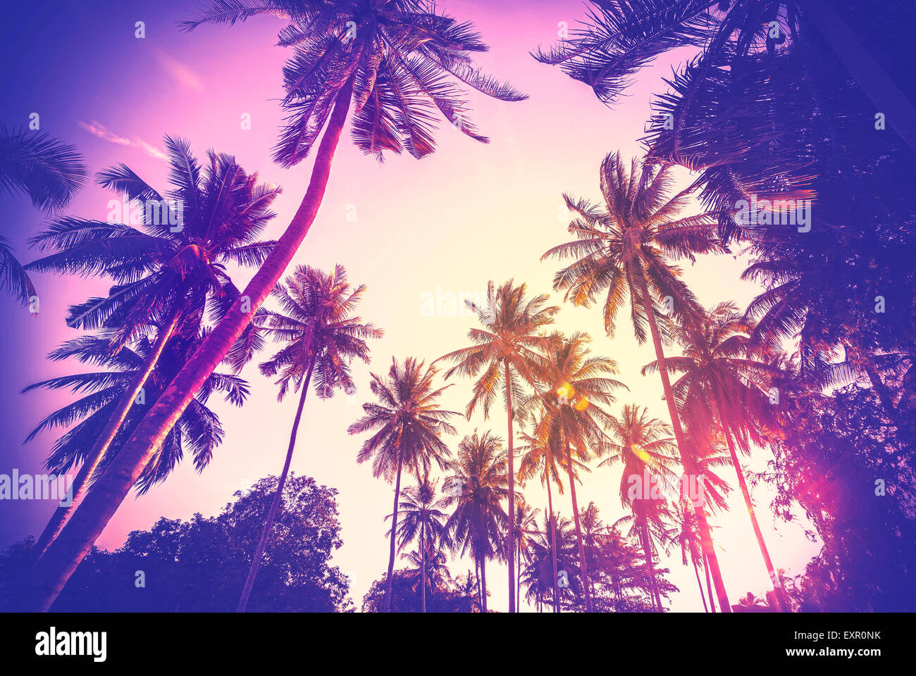Vintage nei toni del background di vacanza fatta di Palm tree silhouettes al tramonto. Foto Stock