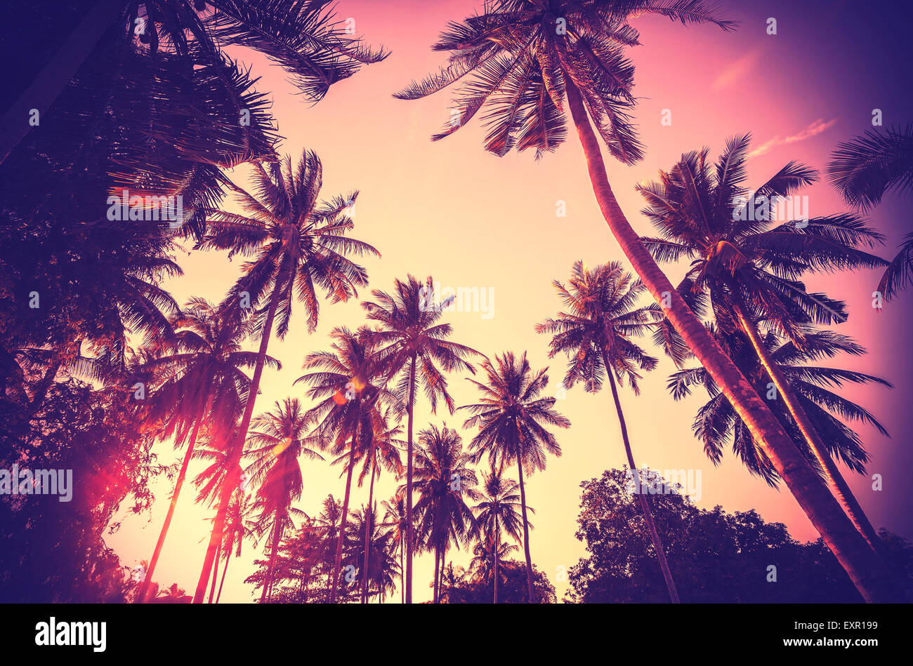 Vintage nei toni del background di vacanza fatta di Palm tree silhouettes al tramonto. Foto Stock